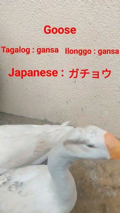 gosee meaning in tagalog|GOOSE .